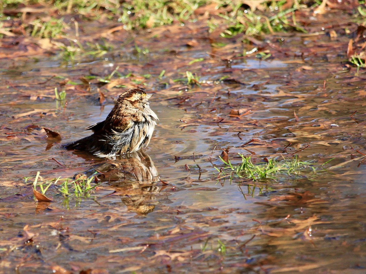 White-throated Sparrow - Loyan Beausoleil