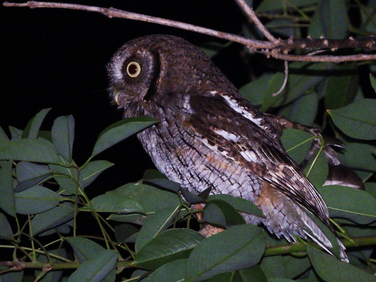 Tropical Screech-Owl - Ignacio Zapata