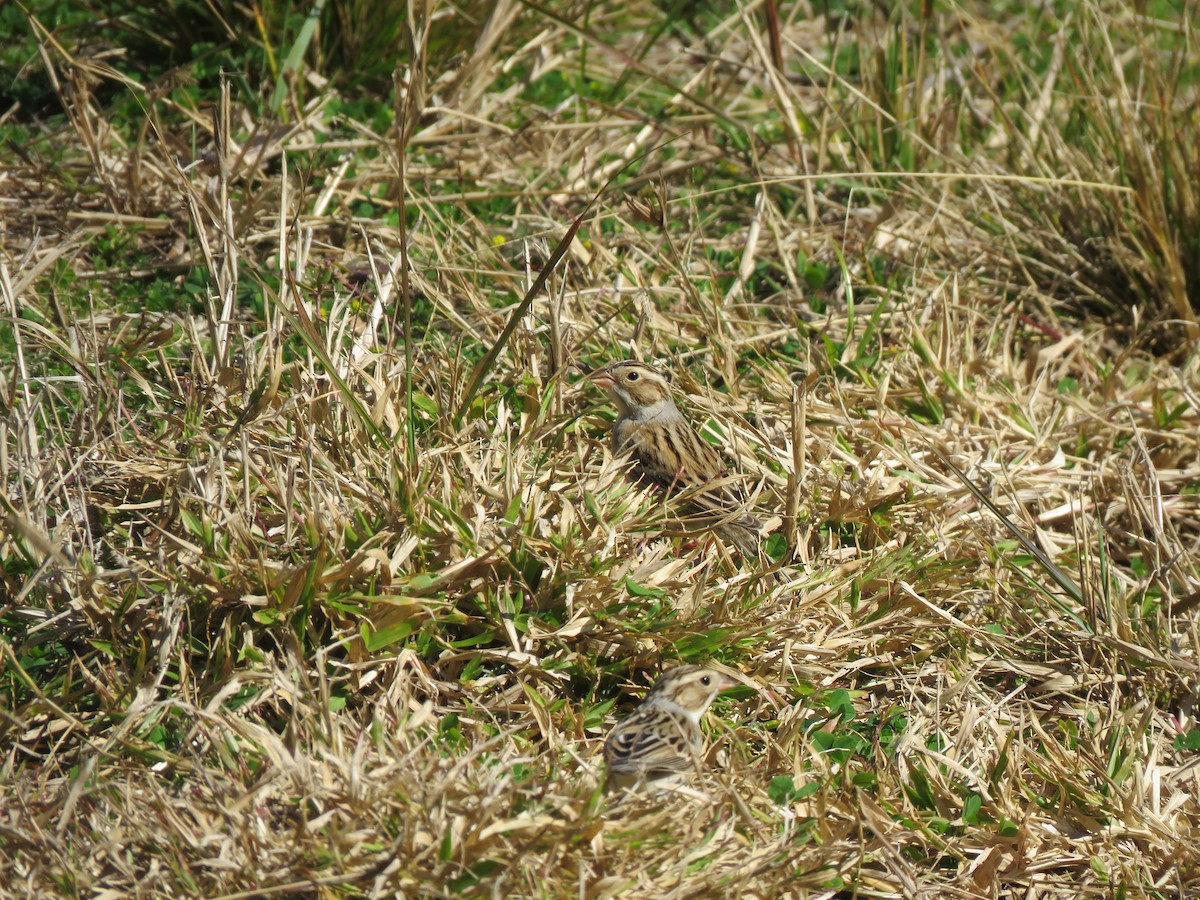 Clay-colored Sparrow - ML139684291