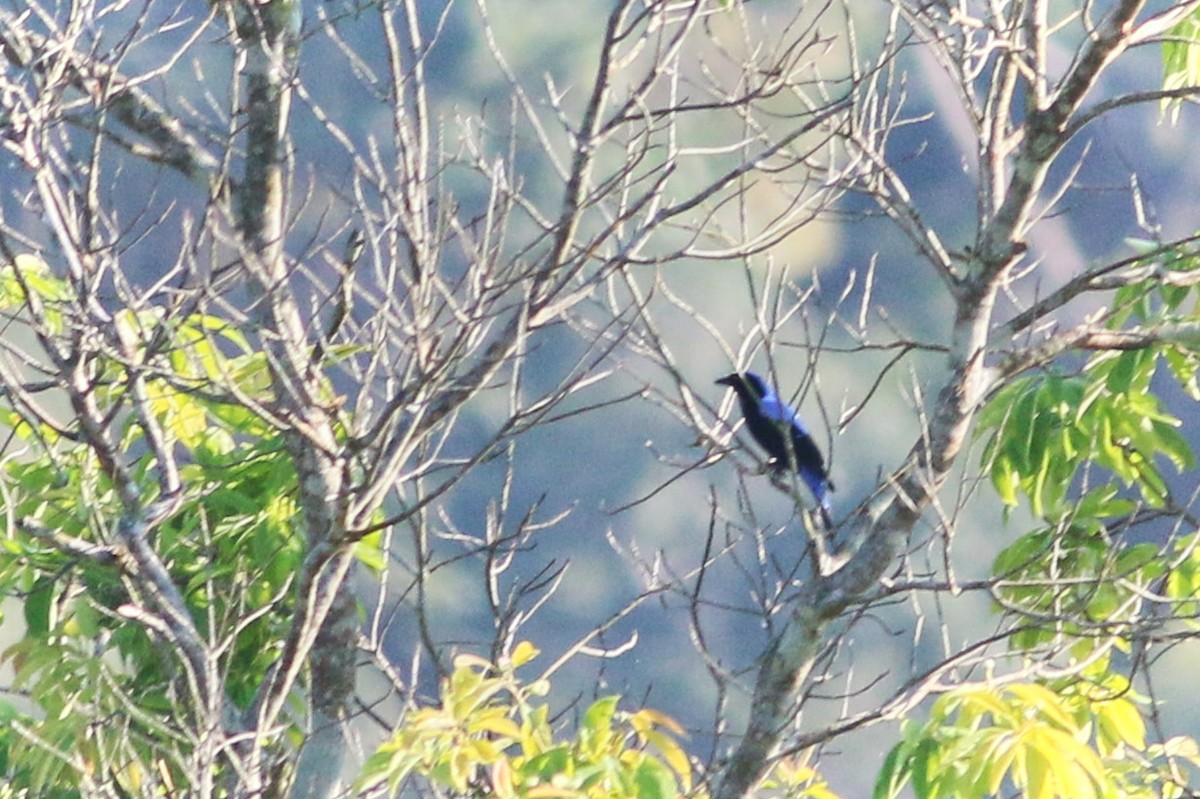 Asian Fairy-bluebird - ML139686181