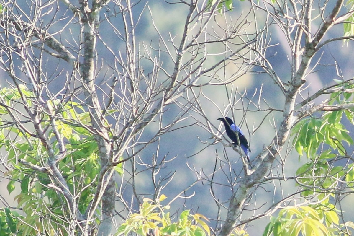 Asian Fairy-bluebird - ML139686191