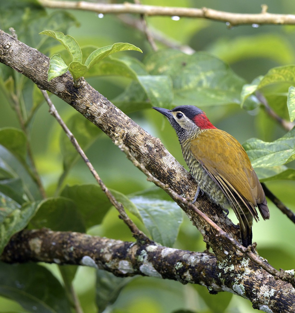 Golden-olive Woodpecker - Paul Arneson