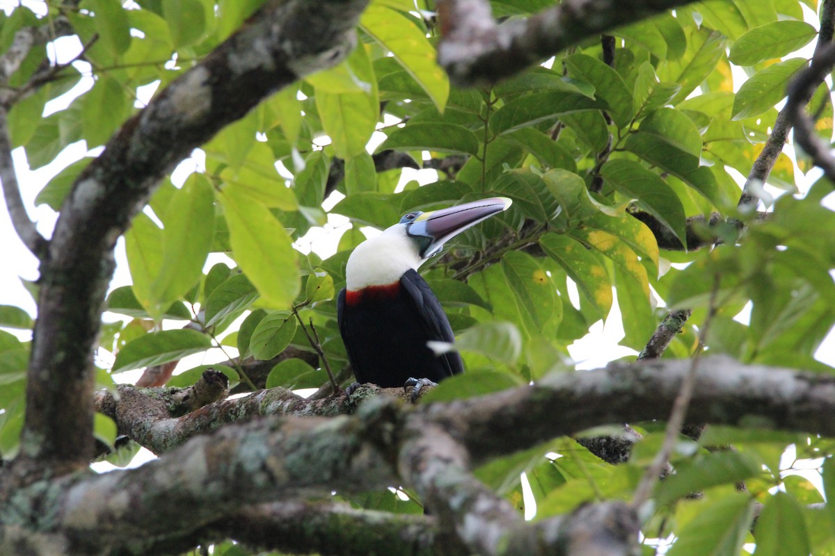 White-throated Toucan - Kevin Wistrom