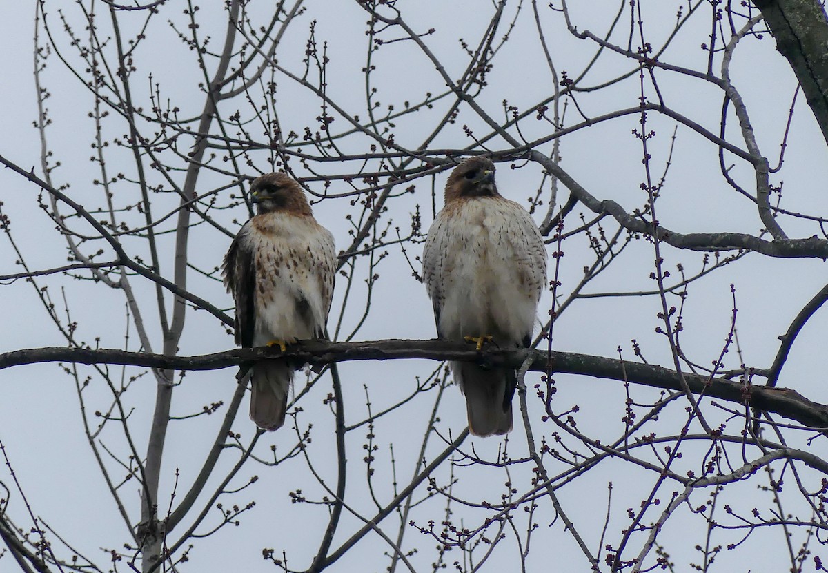 Red-tailed Hawk - ML139693331