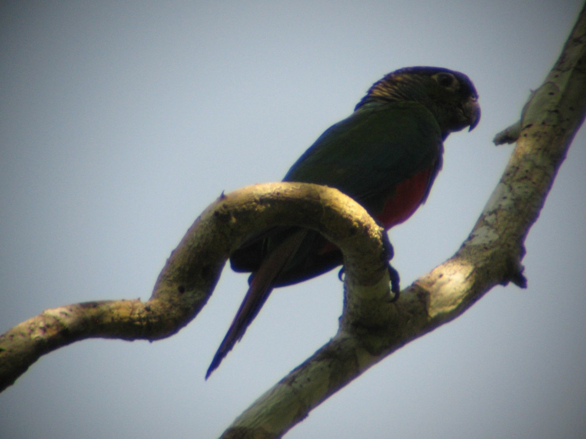 Crimson-bellied Parakeet - Louis Imbeau