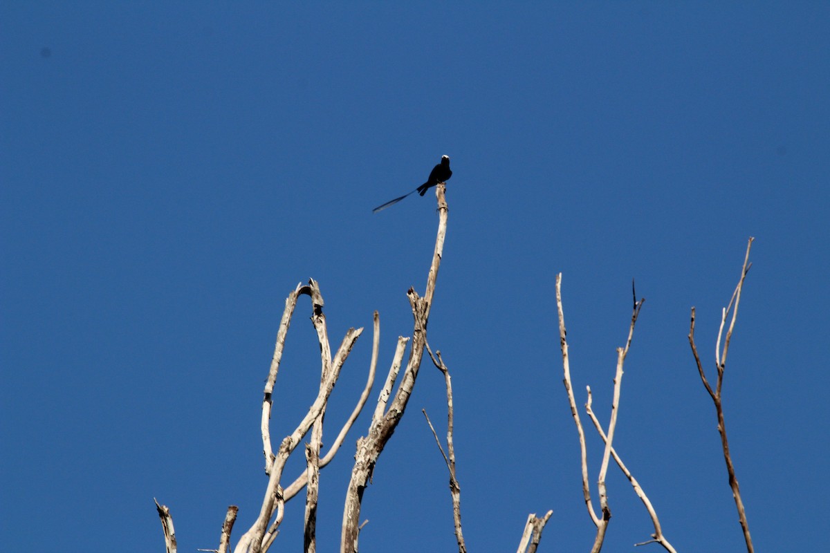 Long-tailed Tyrant - Kevin Wistrom
