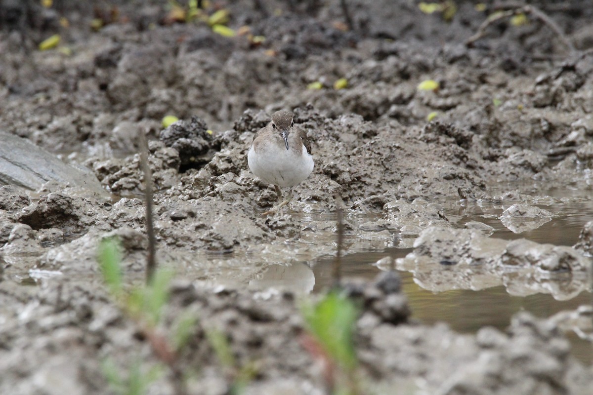 Spotted Sandpiper - Kevin Wistrom