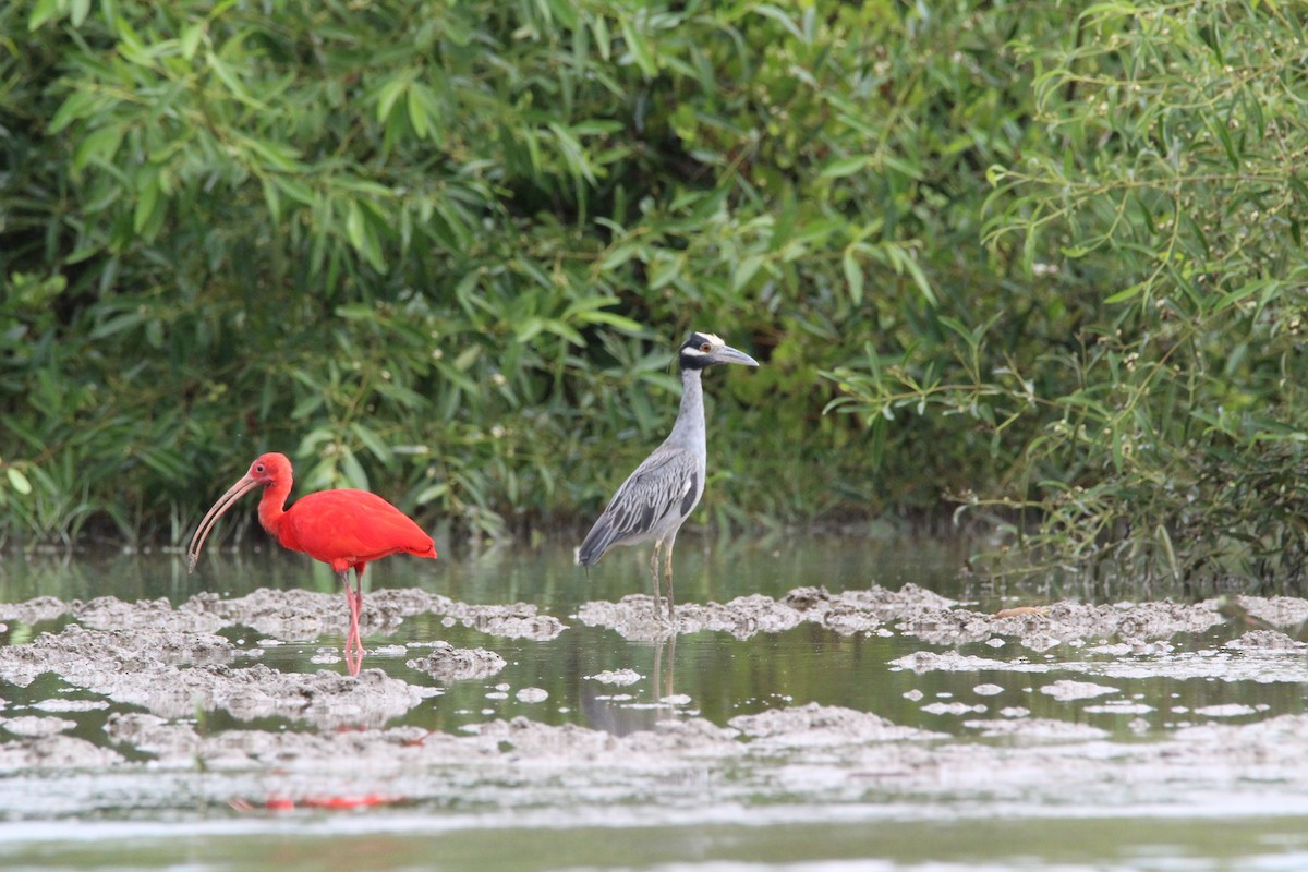 Yellow-crowned Night Heron - ML139699541