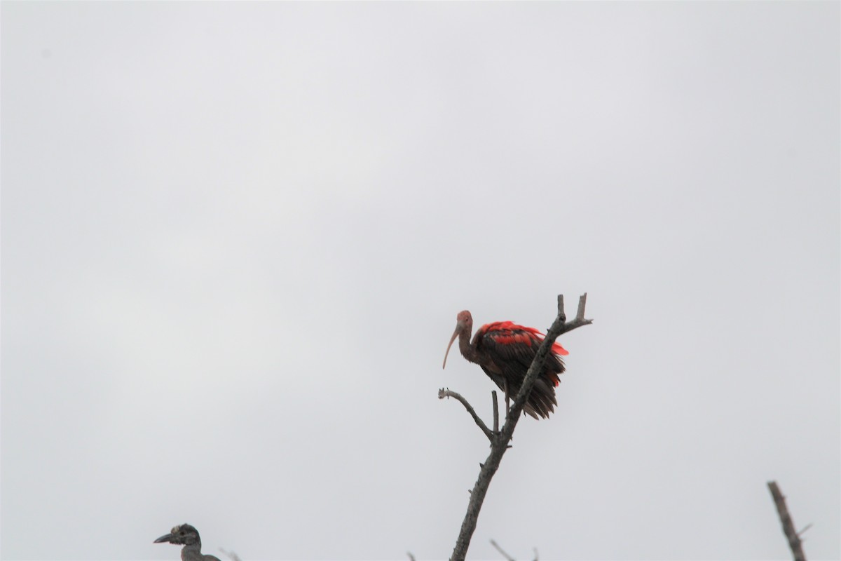 Scarlet Ibis - ML139699601