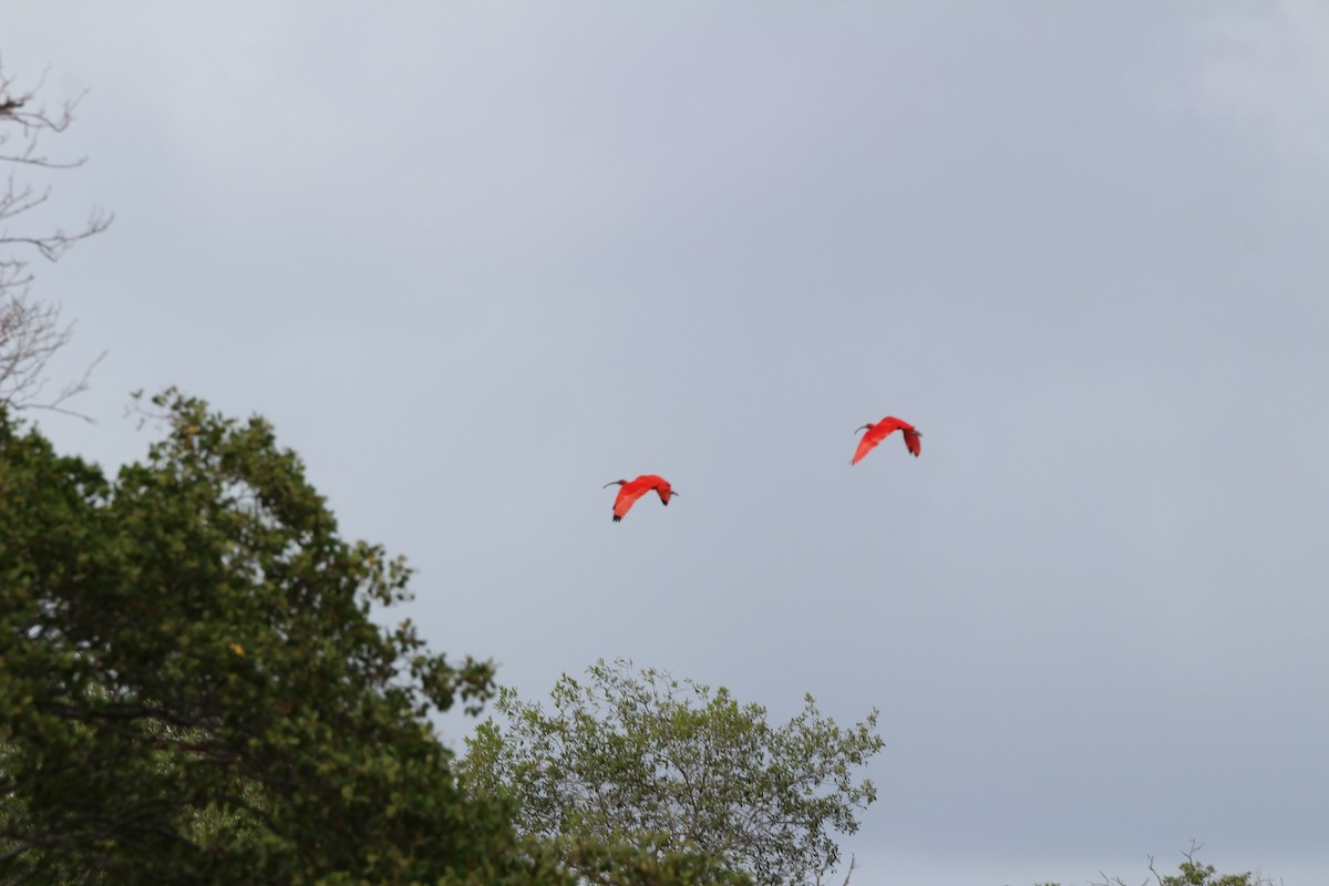 Scarlet Ibis - ML139699621