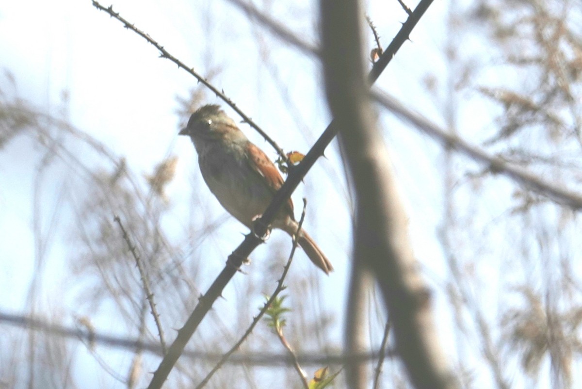 Swamp Sparrow - deborah grimes