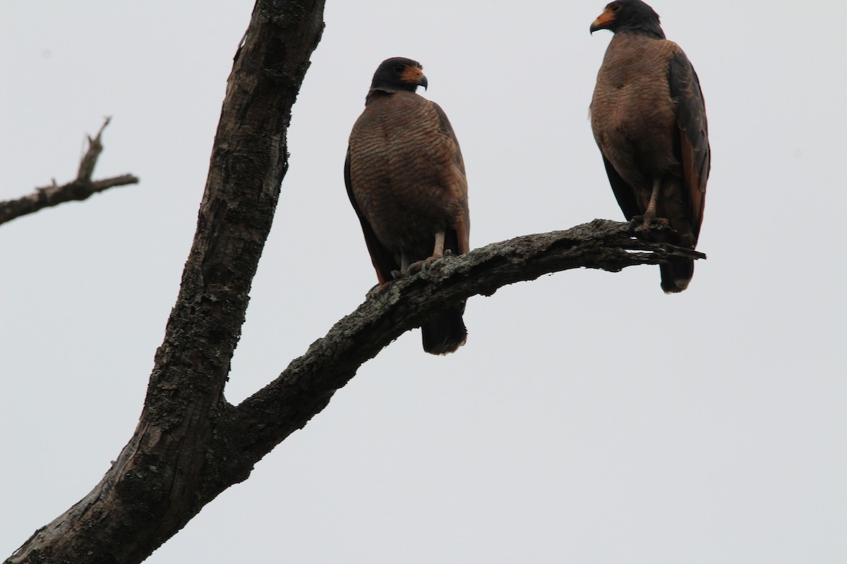 Rufous Crab Hawk - ML139699801