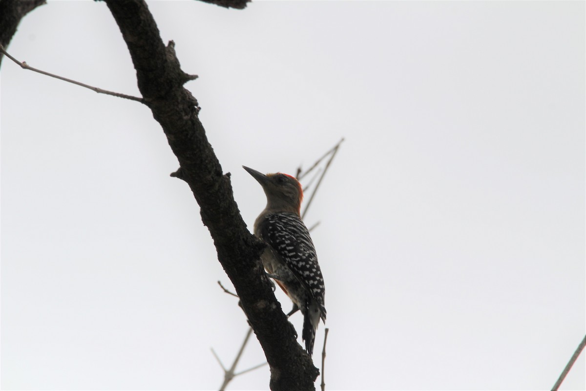 Red-crowned Woodpecker - ML139699841