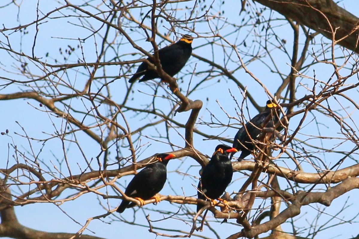 Common Hill Myna - Joost Foppes
