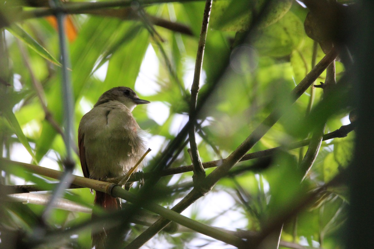 Plain-crowned Spinetail - ML139702481