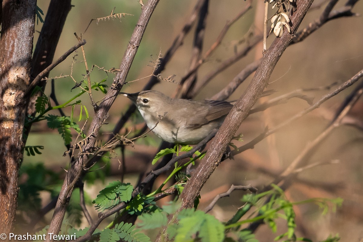 Blyth's Reed Warbler - Prashant Tewari