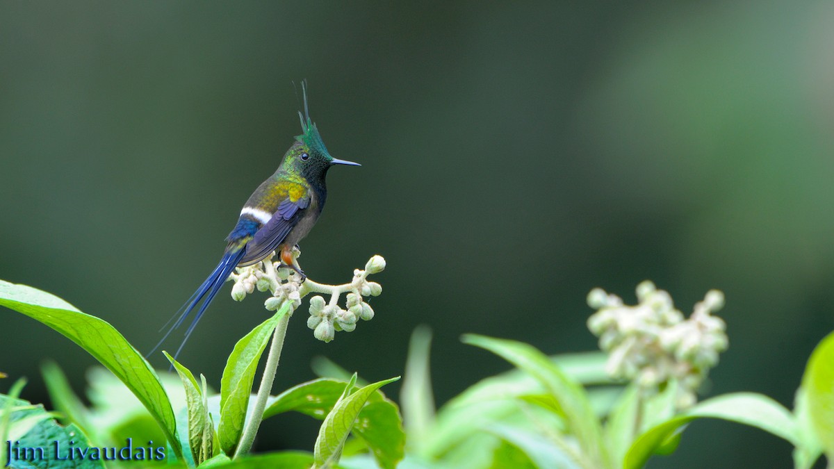 Wire-crested Thorntail - ML139703361