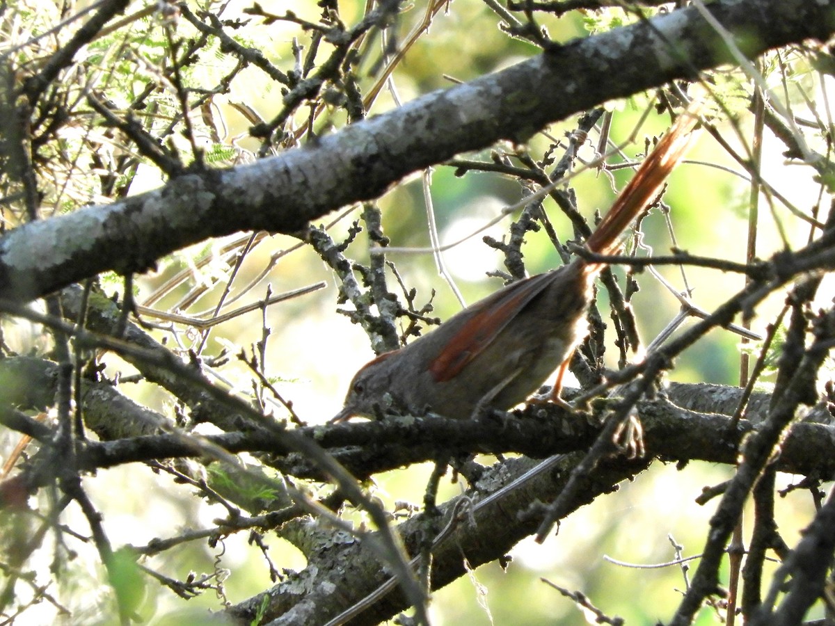 Sooty-fronted Spinetail - ML139703371