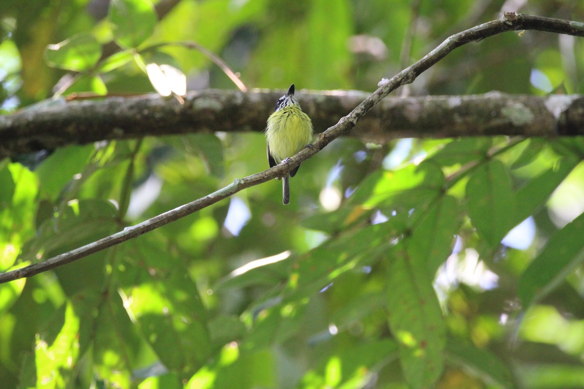 Painted Tody-Flycatcher - Kevin Wistrom