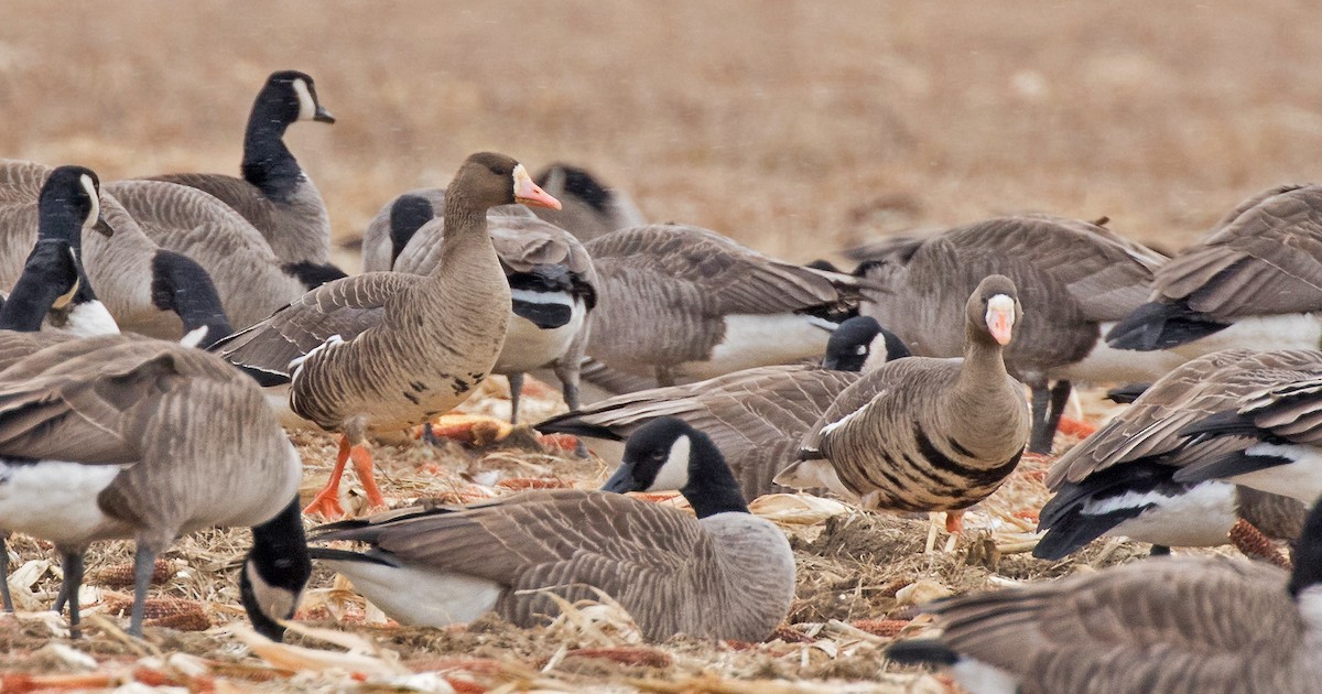 Greater White-fronted Goose - ML139703611