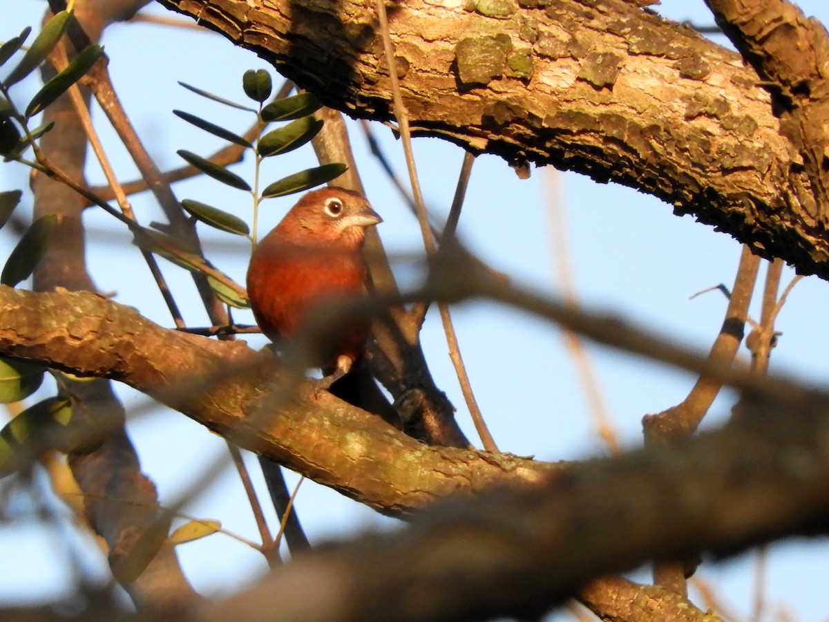 Red-crested Finch - Ignacio Zapata