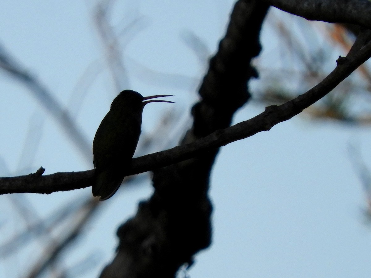 Gilded Hummingbird - ML139703701