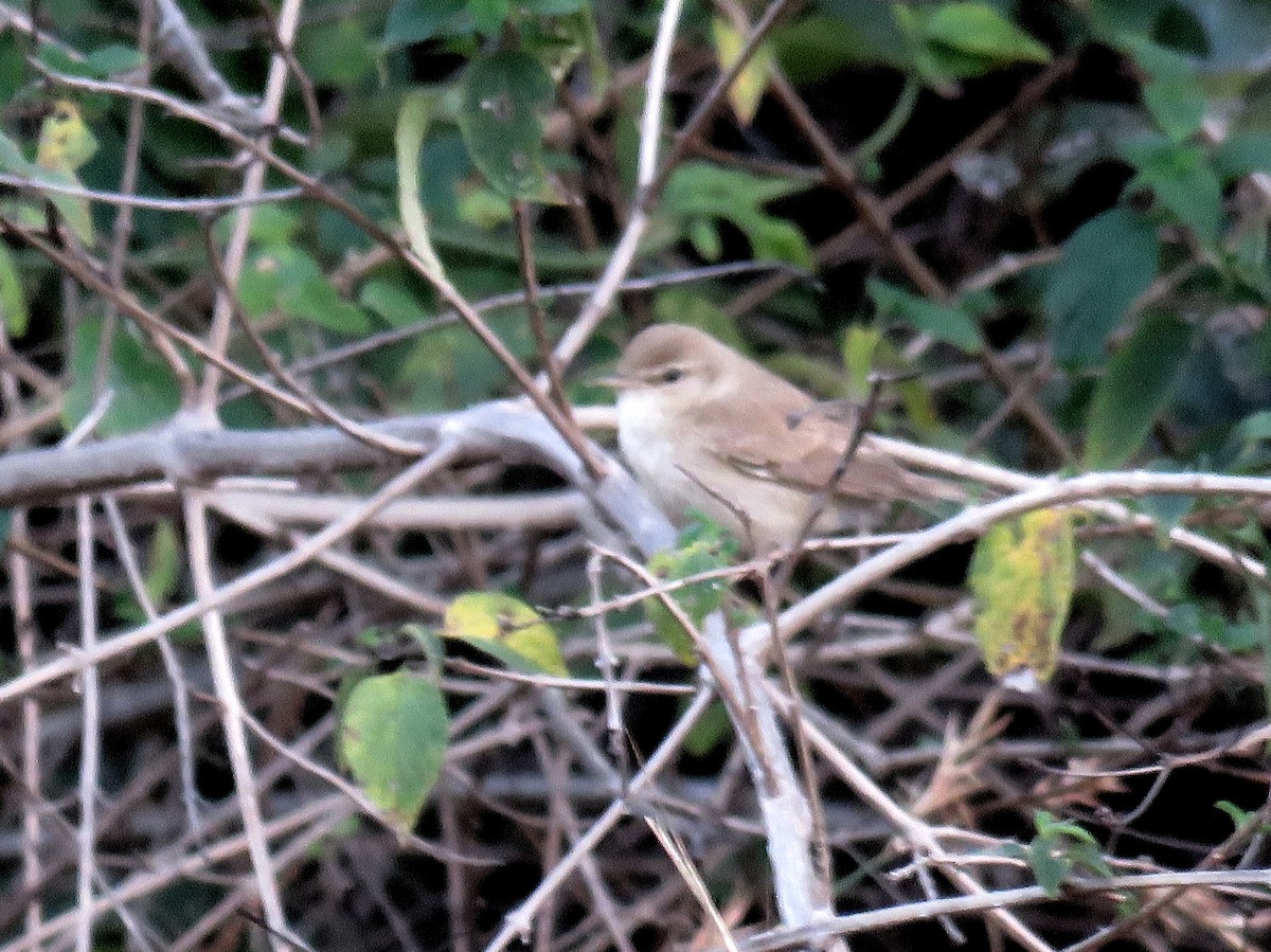 Booted Warbler - ML139704081