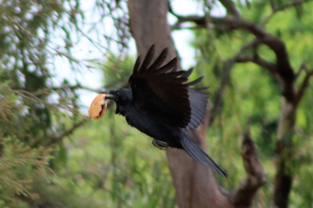 Australian Raven - ML139706291