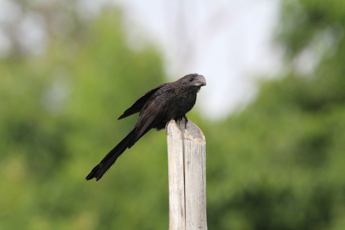 Smooth-billed Ani - Kevin Wistrom