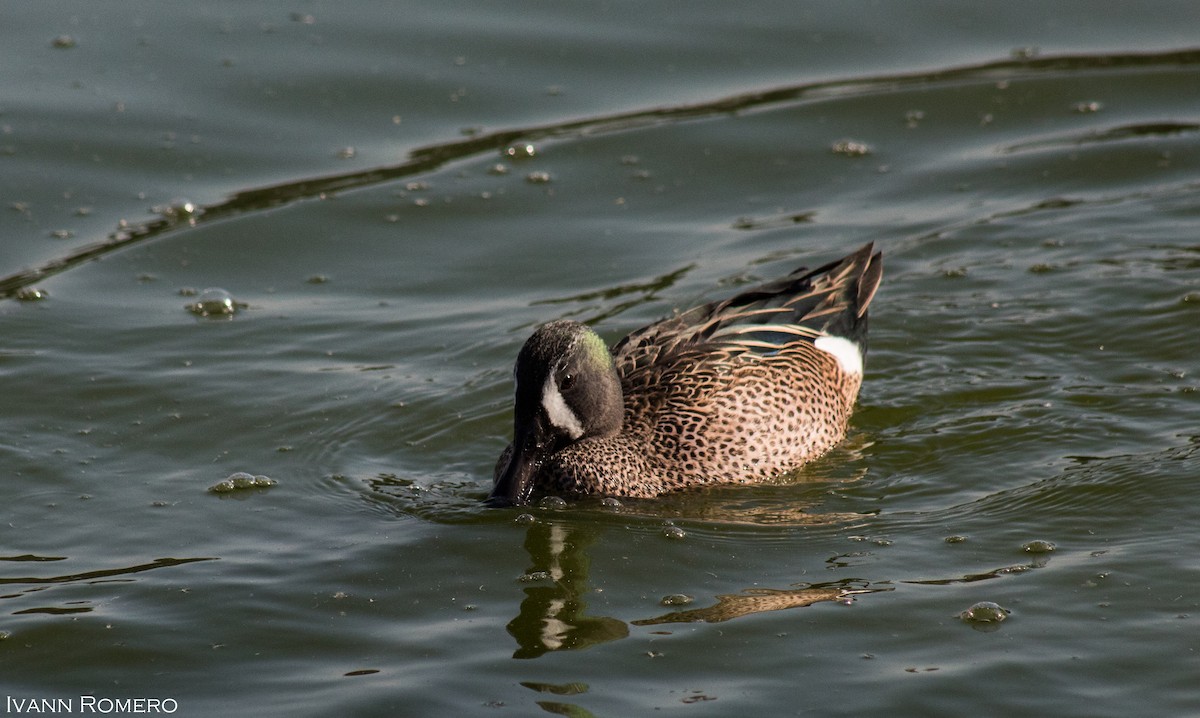 Blue-winged Teal - ML139707821
