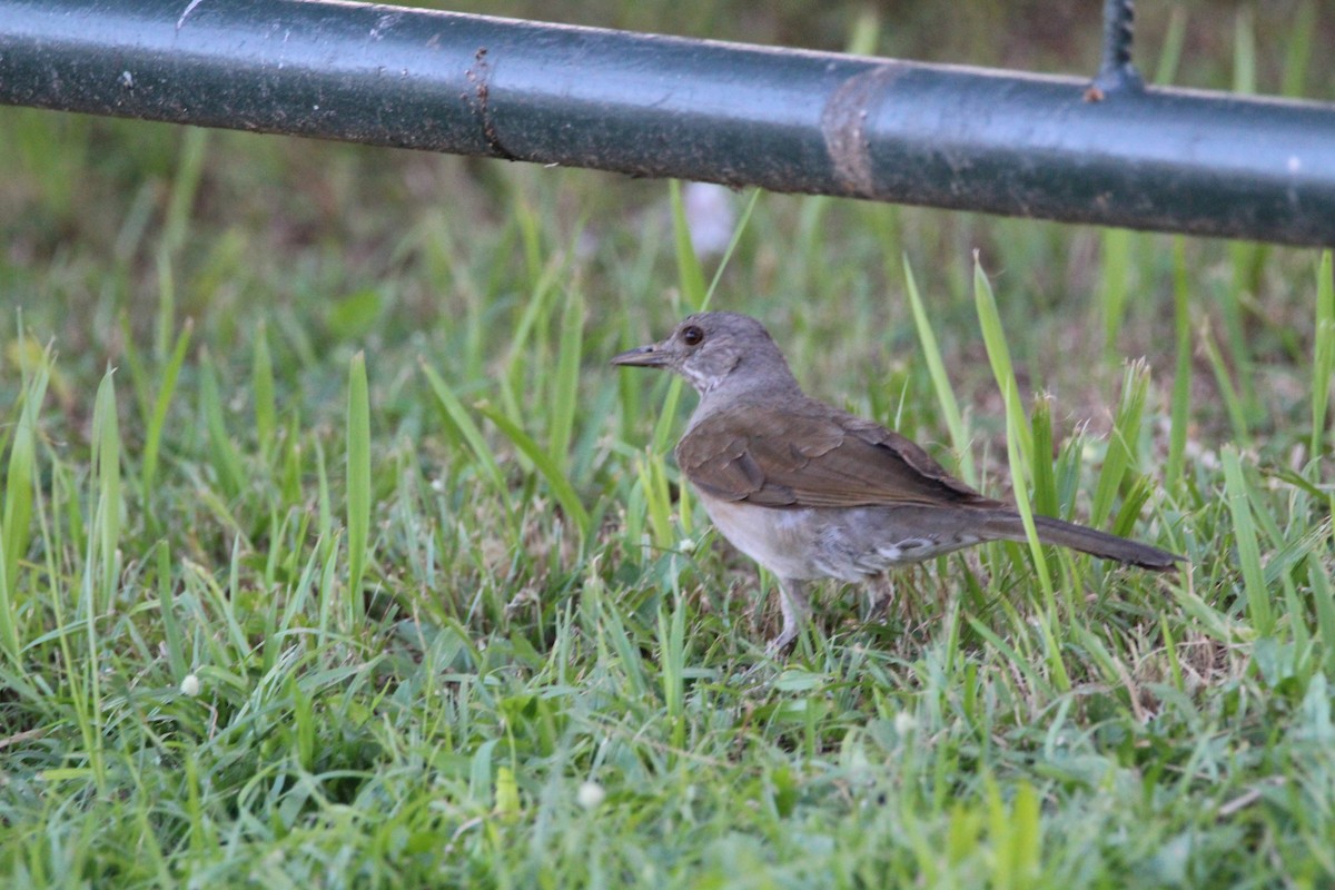 Pale-breasted Thrush - Kevin Wistrom