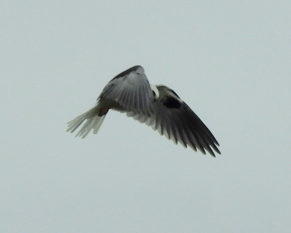 White-tailed Kite - Bruce Moorman