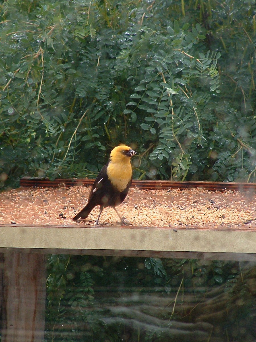 Yellow-headed Blackbird - ML139708941