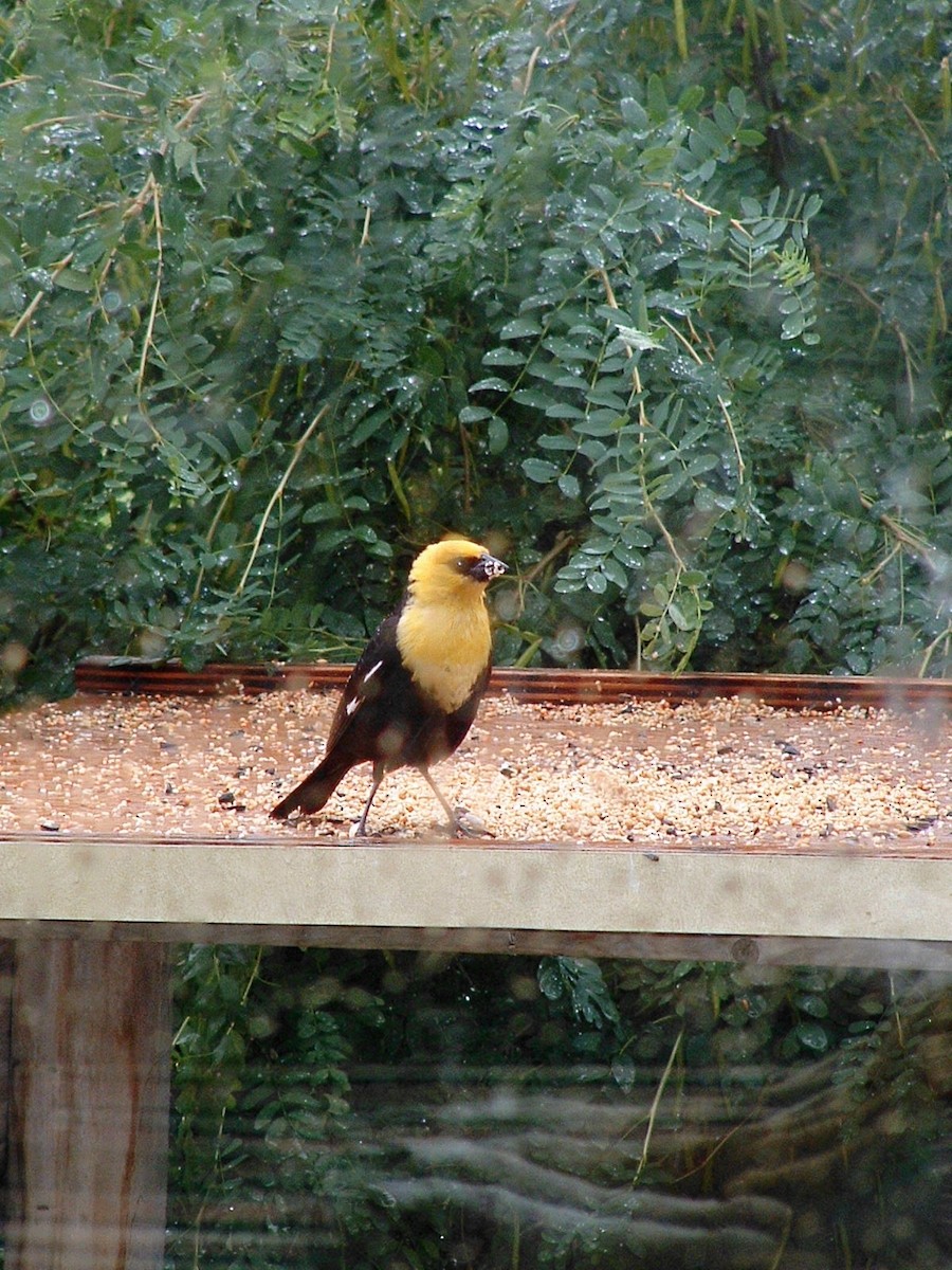 Yellow-headed Blackbird - ML139708961