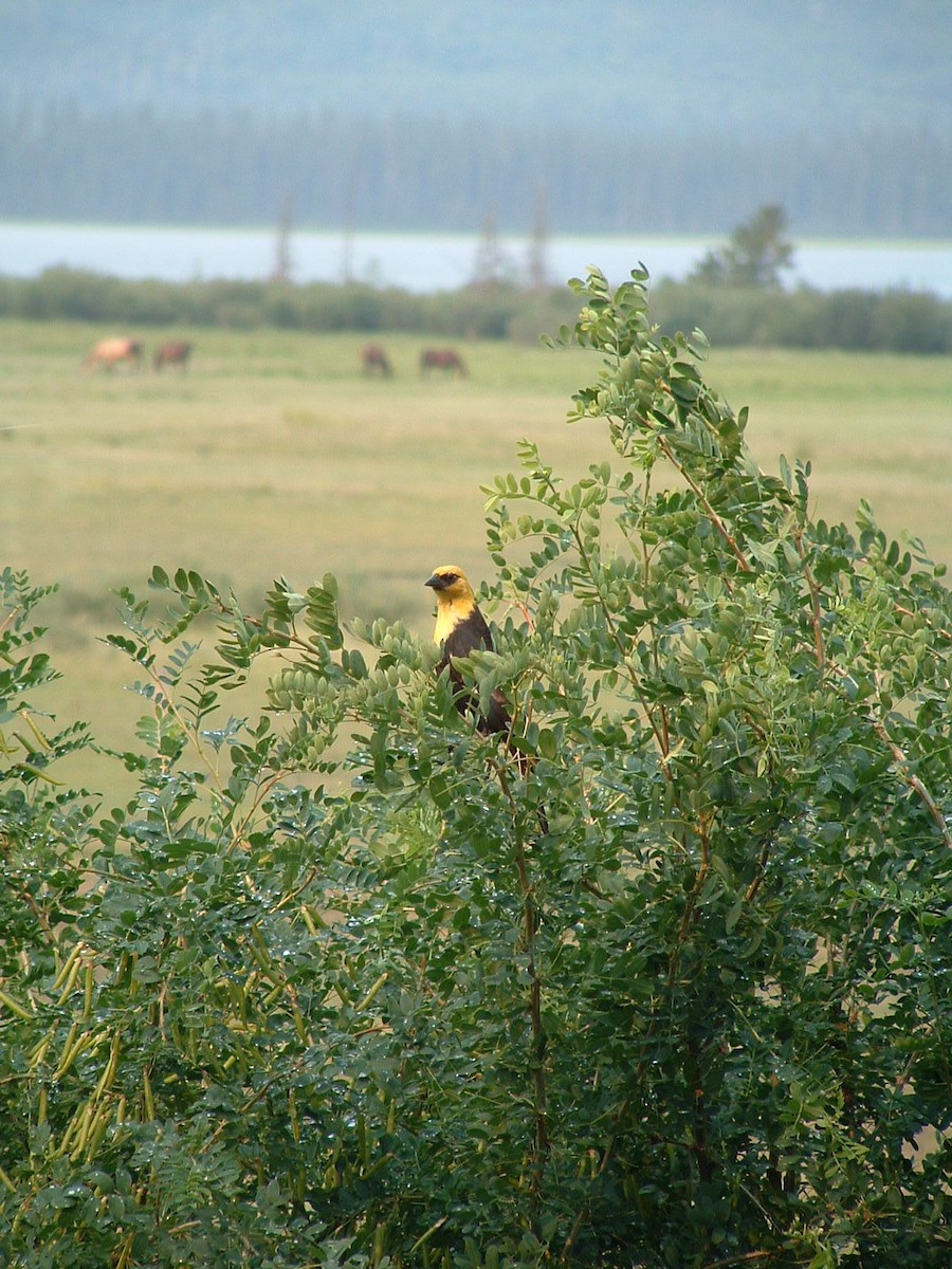 Yellow-headed Blackbird - ML139709171