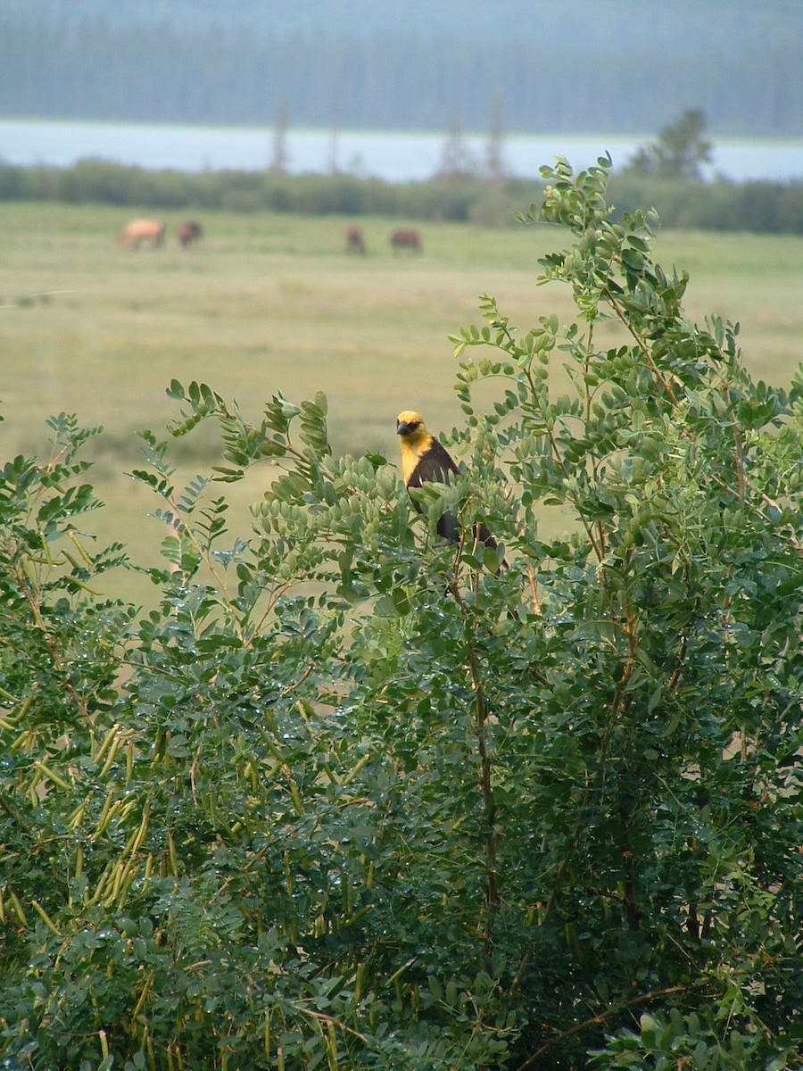 Yellow-headed Blackbird - ML139709191