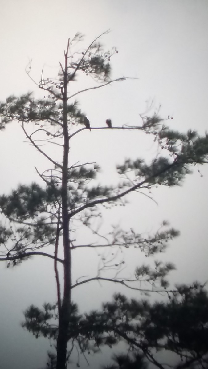 Orange-breasted Falcon - Eric  Tut Bird Guide