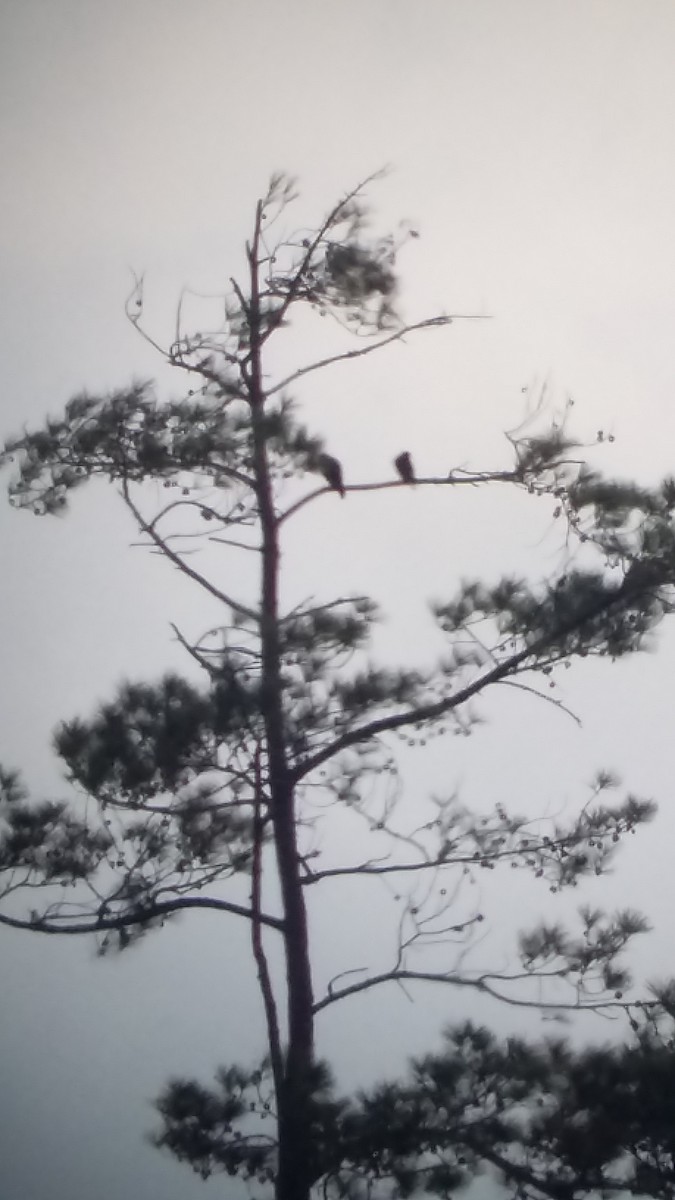 Orange-breasted Falcon - Eric  Tut Bird Guide
