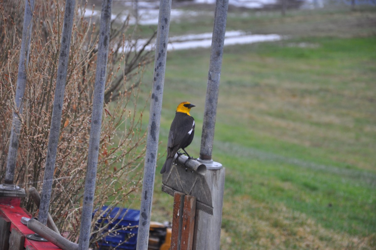 Yellow-headed Blackbird - ML139709891