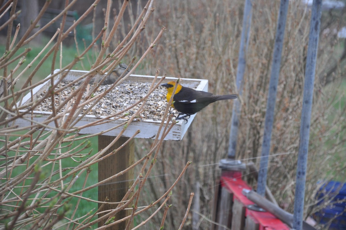 Yellow-headed Blackbird - ML139709901