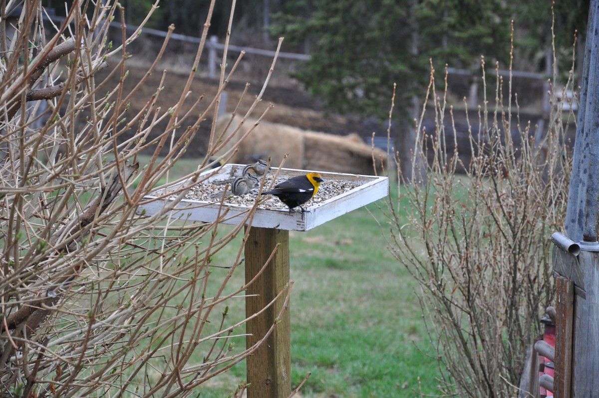 Yellow-headed Blackbird - Yukon Bird Club Historical Data