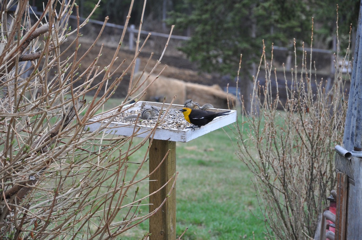 Yellow-headed Blackbird - ML139709961