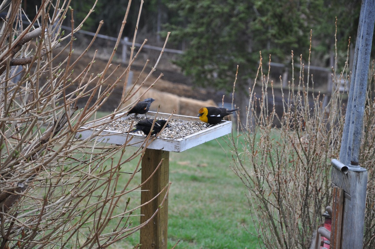 Red-winged Blackbird - Yukon Bird Club Historical Data