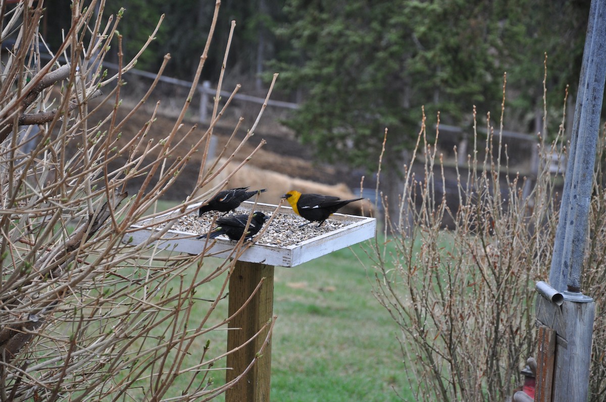 Yellow-headed Blackbird - ML139710051