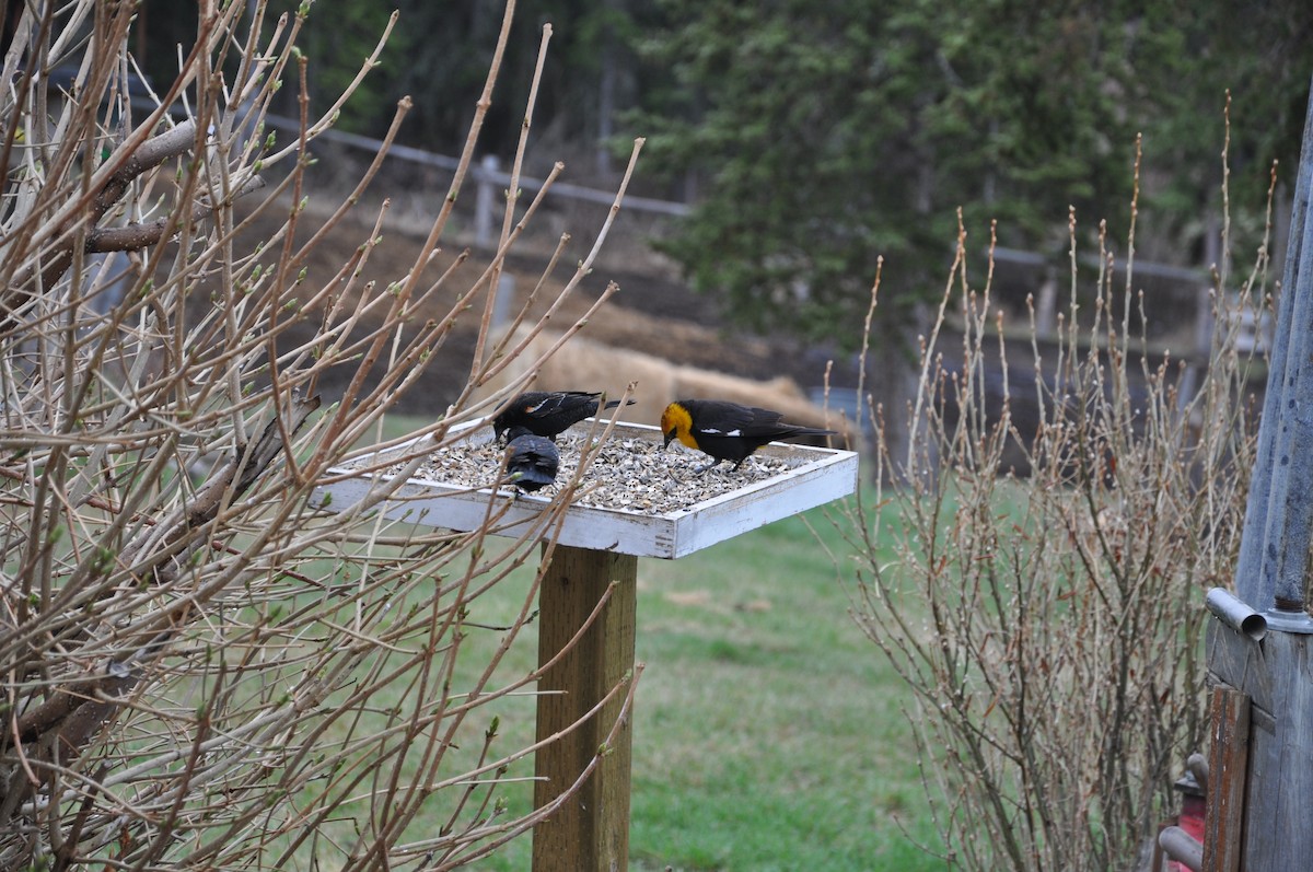 Yellow-headed Blackbird - ML139710081