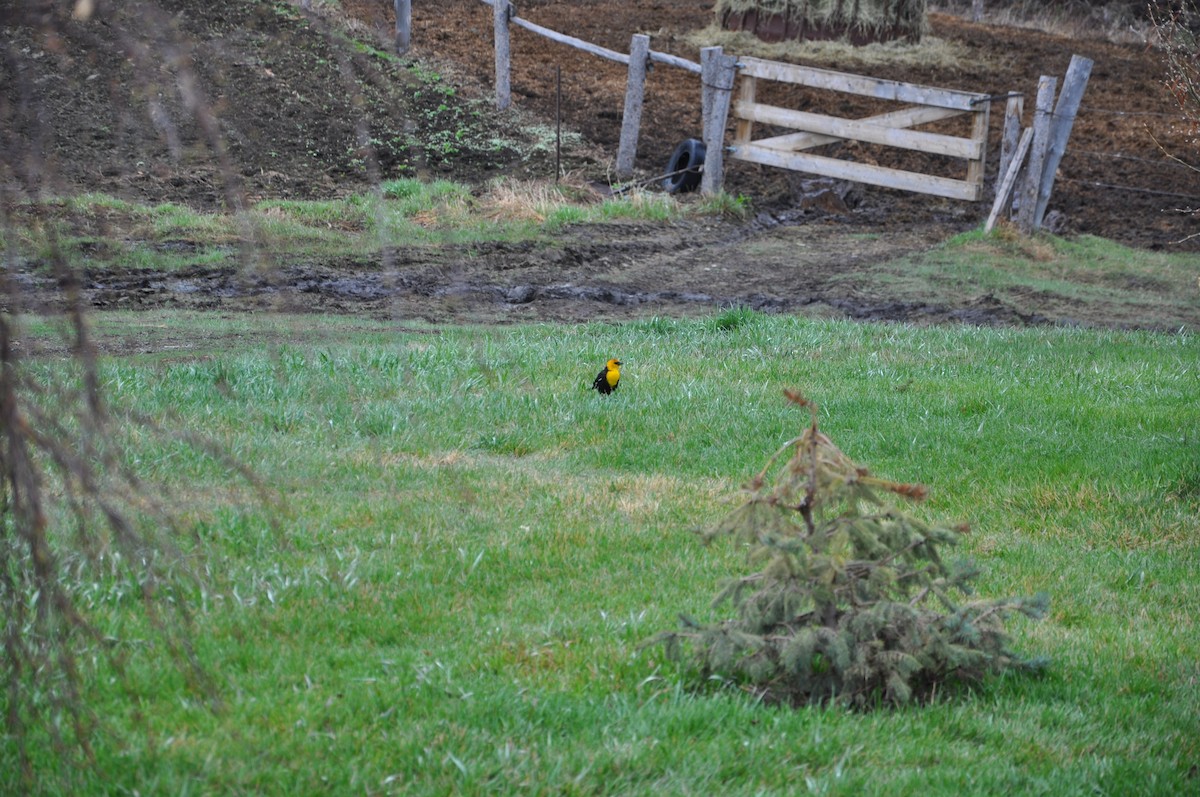 Yellow-headed Blackbird - ML139710161