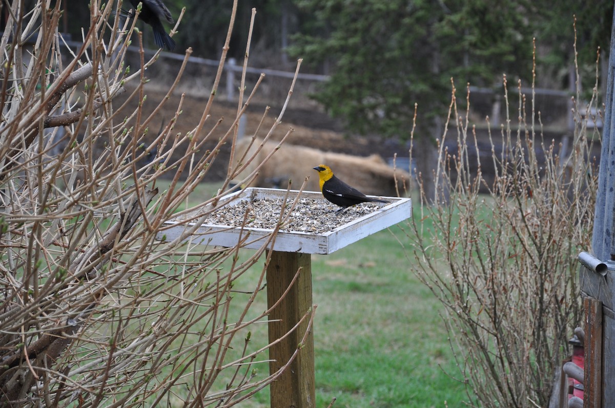 Yellow-headed Blackbird - ML139710171