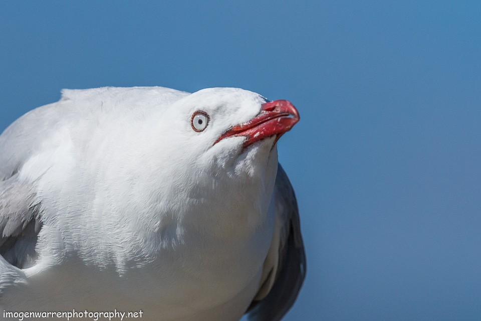 Silver Gull (Red-billed) - ML139711841