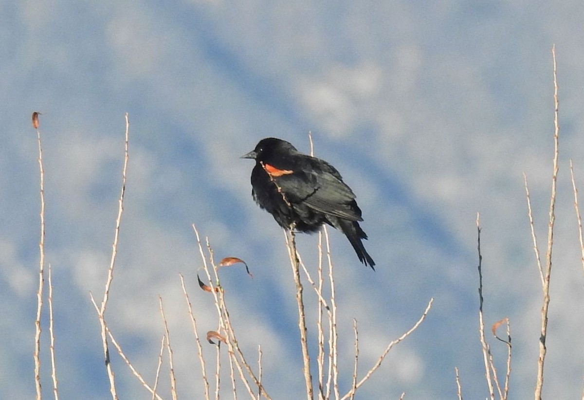 Red-winged Blackbird - Greg Cross