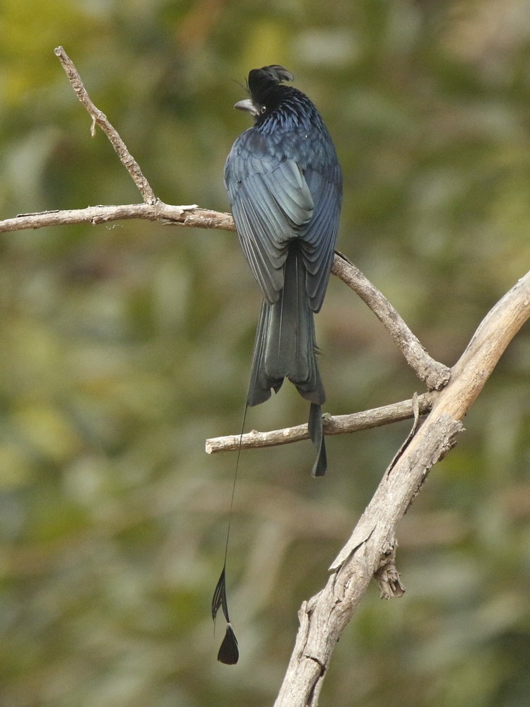 Greater Racket-tailed Drongo - Subhadra Devi